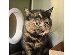 Flow Domestic Shorthair Young Female