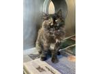 Black Coffee Domestic Mediumhair Adult Female