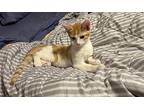 Butch Domestic Shorthair Kitten Male