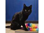 Licorice Domestic Shorthair Young Female
