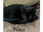 Puma Domestic Shorthair Young Male