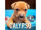 Calypso Sutton Puppy Male