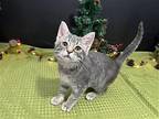 Fortuna Domestic Shorthair Kitten Female