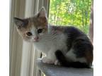 Cinderella *IN FOSTER* Domestic Shorthair Young Female
