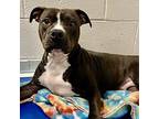 Aurelia American Staffordshire Terrier Adult Female