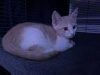 Pixie Domestic Shorthair Young Female