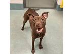 Coco American Staffordshire Terrier Adult Female