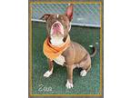 ZEUS - see video American Staffordshire Terrier Young Male