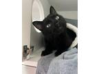 Panther Domestic Shorthair Adult Male