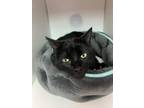 Chancy Domestic Shorthair Adult Male