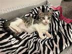 Pickles Domestic Shorthair Kitten Male