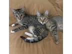 Olive & Oakley Domestic Shorthair Young Female