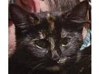 Jetta Domestic Shorthair Kitten Female