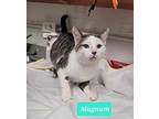 Magnum Domestic Shorthair Adult Male
