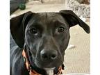 Lucy Ricardo, easy girl! American Pit Bull Terrier Adult Female