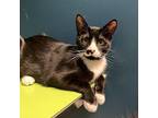 Dr Pepper Domestic Shorthair Young Male