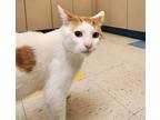 Donut Domestic Shorthair Adult Male