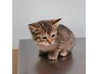Odessa Domestic Shorthair Kitten Female