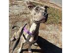 Saint American Staffordshire Terrier Young Male