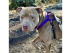 Rodney American Staffordshire Terrier Adult Male