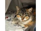 Opal Domestic Shorthair Adult Female