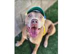 Squeekers Ark American Staffordshire Terrier Adult Male