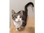 Frost Domestic Shorthair Kitten Male