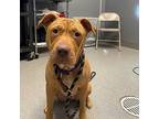 Rainey American Pit Bull Terrier Young Female