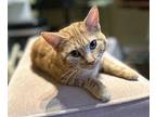 Miss Penny Domestic Shorthair Kitten Female