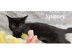 Spacey Domestic Shorthair Young Female