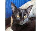 Panther Domestic Shorthair Young Female