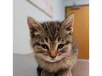 May Domestic Shorthair Kitten Female