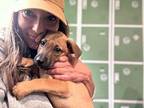 Tucker Astro Labrador Retriever Puppy Male
