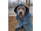 Jade American Pit Bull Terrier Young Female