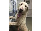 Whitney Labrador Retriever Adult Female