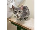 Carolina Domestic Shorthair Young Female