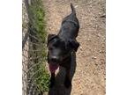 Adopt Layla a Black Labrador Retriever