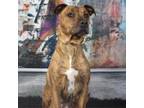 Adopt Addy a Pit Bull Terrier