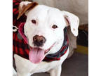 Adopt Snowflake a American Staffordshire Terrier