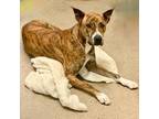 Adopt sadie a Greyhound, Great Dane