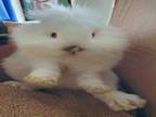 Adopt Puff a Angora Rabbit