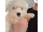 Maltese Puppy for sale in Marion, TX, USA