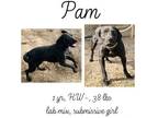 Adopt Pam a Labrador Retriever