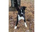 Adopt Electra a Pit Bull Terrier, Mixed Breed