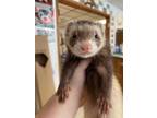 Adopt Siki a Ferret