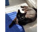 Adopt Zelda a Domestic Short Hair