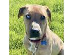 Adopt Daphne a Catahoula Leopard Dog, Hound