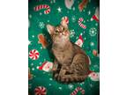 Adopt State Street Cindy Lou Who a Domestic Short Hair