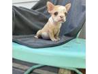 French Bulldog Puppy for sale in Nekoosa, WI, USA