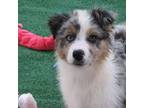 Australian Shepherd Puppy for sale in Rienzi, MS, USA